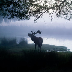 Deer Calling by Lake
