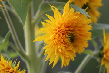 Chrysanth&egrave;mes en d&eacute;but d'automne