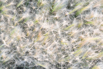 Feather grass texture background top view.