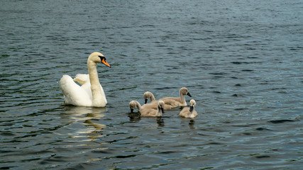 Single Adult Mute Swan with Young Signets on Lake in Family Group