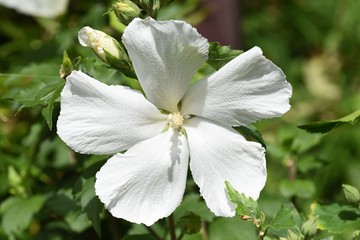 Rose of sharon white flowers / Rose of sharon blooms to the next from the next from summer to...