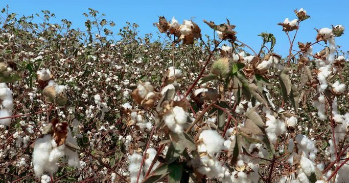 Camera moves along the field of ripe cotton under blue sky