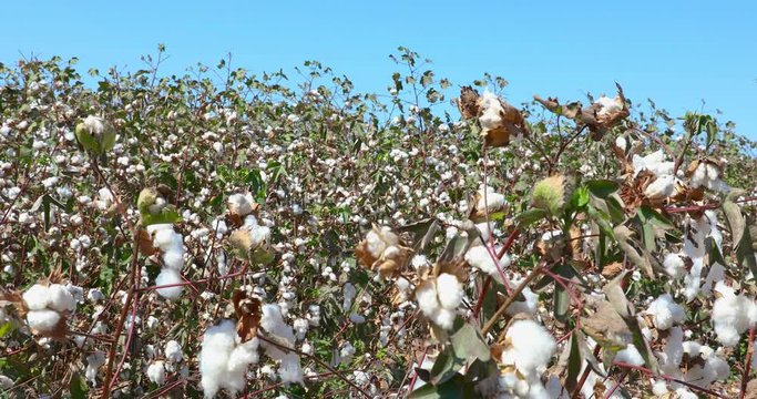 The camera moves back into a field of ripe cotton under a blue sky