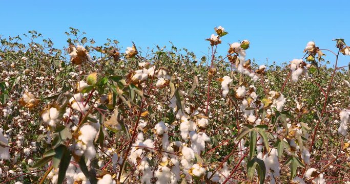 The camera smoothly moves forward into a field of ripe cotton under a blue sky