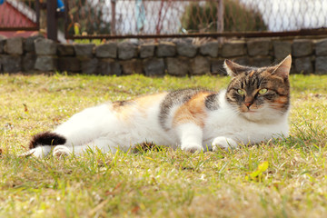 Naklejka na ściany i meble Colored domesticated cat sprawls on autumn colored grass and warm up on last hot sunshine. Relax after hard work. Important time for every felis catus domesticus. Countryside view