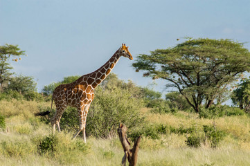 Giraffe crossing the trail in Samburu Park