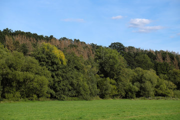 Fototapeta na wymiar Grüne Wiese und grüner Wald mit abgestorbenenn Bäumen Nähe Montabaur im Westerwald Mitte September 2019 - Stockfoto