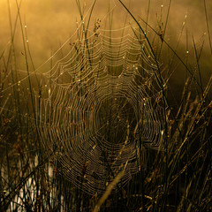 Cobweb at Dawn