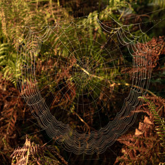 Cobweb in Ferns