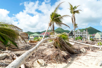 Hurricane Irma aftermath destruction to some of st.maarten/stmartin beaches blowing down trees and uprooting some on the beach.