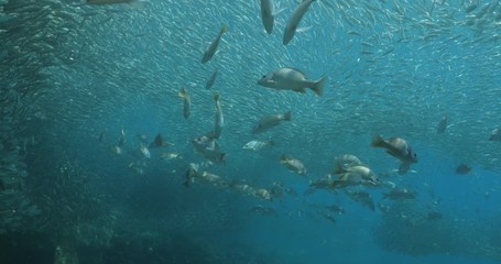 Yellow snapper (Lutjanus argentiventris), hunting sardines, reefs of Sea of Cortez, Pacific ocean. Espiritu santi island, Baja California Sur, Mexico. 