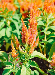 A view of a bright yellow Celosia flowers blooming, this annual flower called Celosia Cristata, is also known as Cockscomb