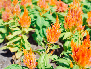 A view of a bright yellow Celosia flowers blooming, this annual flower called Celosia Cristata, is also known as Cockscomb