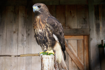 bird of prey
