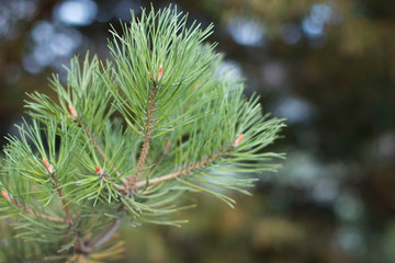 Fototapeta na wymiar Close-up photo of a young branch of green pine. Blurred pine needles in the background. Spring in the forest.