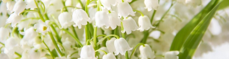 banner of Lily of the valley flowers. Natural background with blooming lilies of the valley lilies-of-the-valley - obrazy, fototapety, plakaty