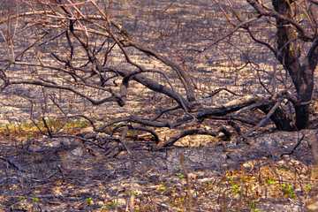 Burnt trees and grass after a fire. Charred plants and earth.