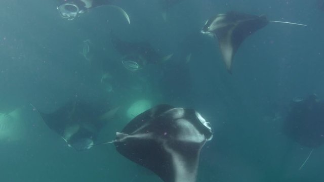 School of manta rays underwater. 4K stock video footage