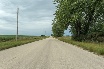 Low angle on a empty dirt road vanishing into the distance with large trees and telephone poles