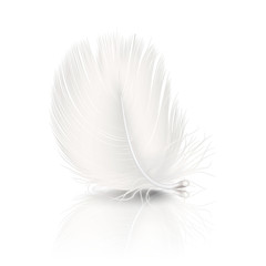 Vector 3d Realistic Falling White Fluffy Twirled Feather with Reflection Closeup Isolated on White Background. Design Template, Clipart of Angel or Detailed Bird Quill