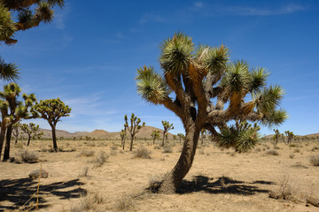 Joshua trees and Gneiss Rocks in and around Joshua Tree national park bordering the Colorado and Mojave desert