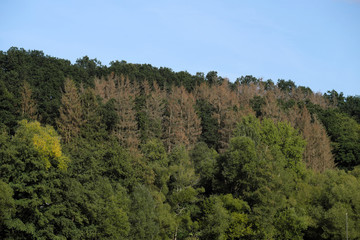 Gesunde Laubbäume und abgestorbene Nadelbäume im Gelbachtal im Westerwald Nähe Montabaur Mitte September 2019 - Stockfoto