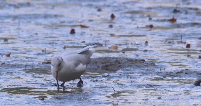 Seagull bird dives to pull worm from deep mud wetland slow motion
