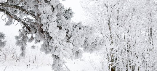 Obraz premium Forest in the snow. Wide photo.