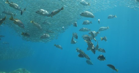 Yellow snapper (Lutjanus argentiventris), hunting sardines, reefs of Sea of Cortez, Pacific ocean. Espiritu santi island, Baja California Sur, Mexico. 