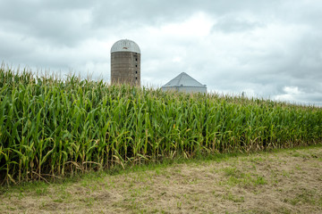Two different silos behind large cornfield ready for harvest