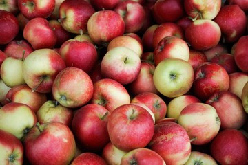 apples in a basket