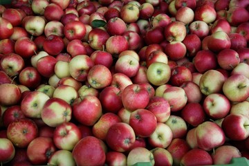 apples in the market