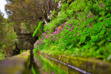 Levada madeira 