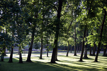 Obraz premium shadows of trees in the park