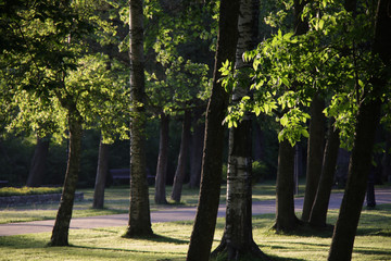 shadows of trees in the park