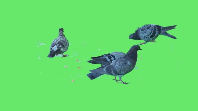 High quality 10bit stock footage of Flock of real city street pigeons eat crumbs of bread on green screen background. Made from 14bit RAW.