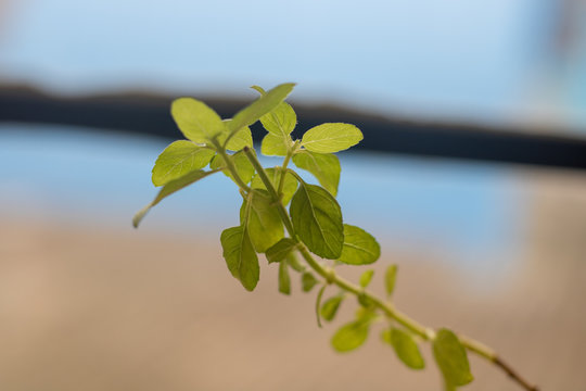 Uau, A Leaf To