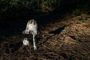 Pilz_weiß_3