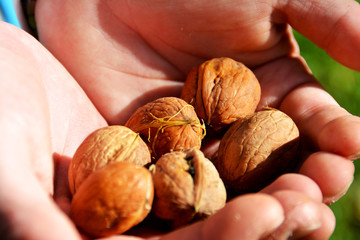 zwei Hände halten Walnüsse, Nahaufnahme