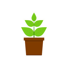 Plant in pot vector design illustration isolated on white background