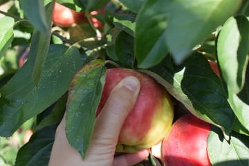 Mano de mujer recogiendo una manzana de un arbol en otoño 