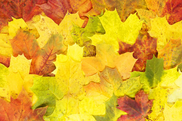 Golden leaves. Red, yellow, orange, green and purple fall maple leaves texture