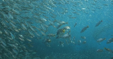 Yellow snapper (Lutjanus argentiventris), hunting sardines, reefs of Sea of Cortez, Pacific ocean. Espiritu santi island, Baja California Sur, Mexico. 