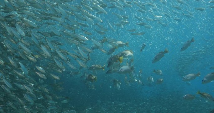 Yellow snapper (Lutjanus argentiventris), hunting sardines, reefs of Sea of Cortez, Pacific ocean. Espiritu santi island, Baja California Sur, Mexico. 