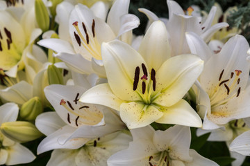 bunches of lilies