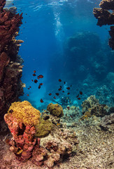 Fototapeta na wymiar Fischschwarm im Gegenlicht in magischer Unterwasserlandschaft