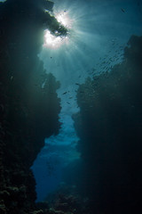 Fototapeta na wymiar Fischschwarm im Gegenlicht in magischer Unterwasserlandschaft