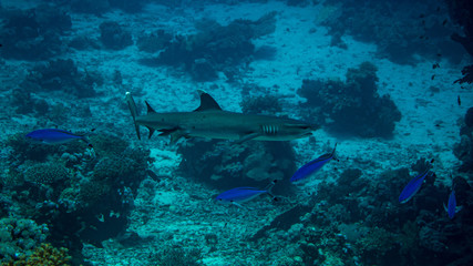 Naklejka na ściany i meble Hai im Korallenriff beim Tauchen in Ägypten