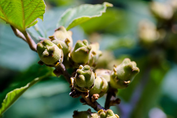 Fototapeta premium Fruits of Chinese Witch Hazel, Hamamelis mollis