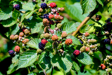 Fruits of the blackberry, Rubus fruticosus, not yet all ripe in early summer